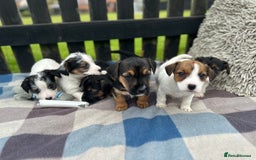 Mixed Breed dogs for sale: Jack Russel X Sealyham Terrier puppies - Image 3