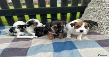 Mixed Breed dogs - Advert 12