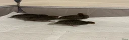 Quail poultry for sale: Unsexed 4x Quail Chicks 2 weeks old - Advert 5
