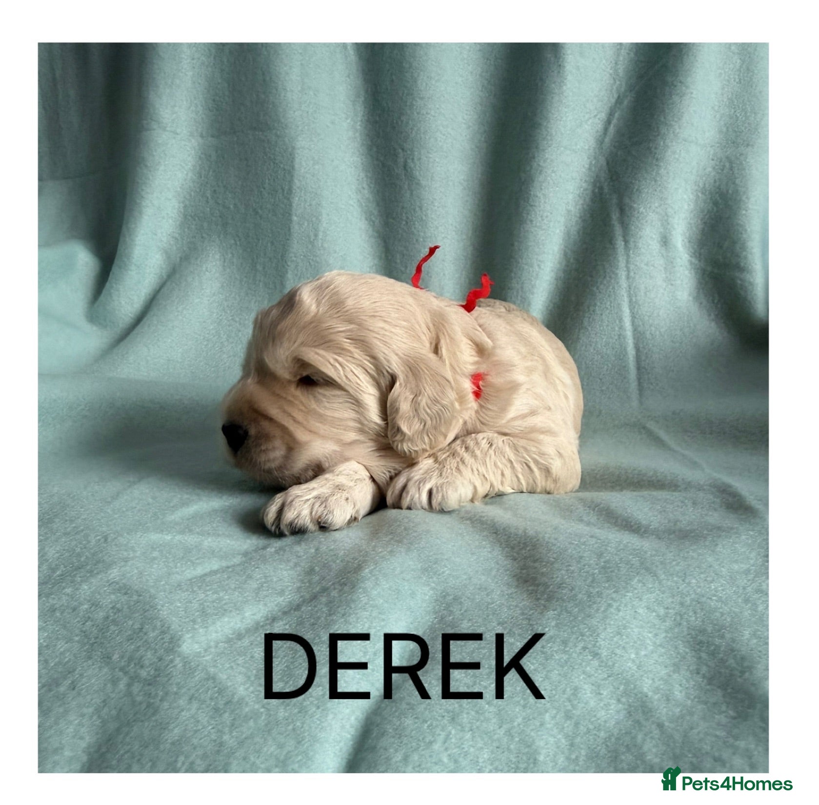 Mixed Breed dogs Multigeneration Cream/Apricot Double Doodles  - Advert 2