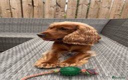 Cocker Spaniel dogs for stud: Proven Beautiful cocker stud available ❤️ in Barnsley - Image 3