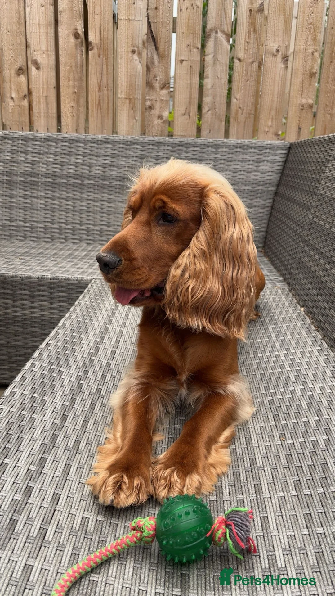Cocker Spaniel dogs for stud: Proven Beautiful cocker stud available ❤️ in Barnsley - Advert 4