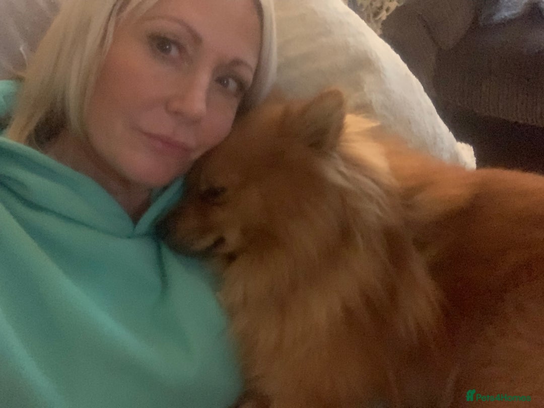 Pomeranian dogs for sale: Gorgeous boy pom - Image 9