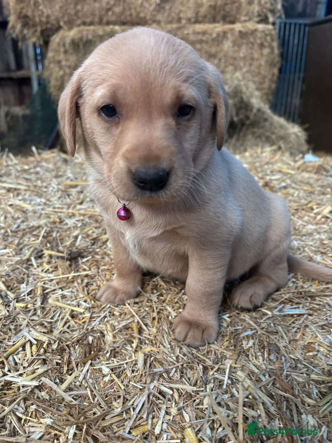 Labrador Retriever dogs for sale: Puppy Red fox labradors  - Advert 7