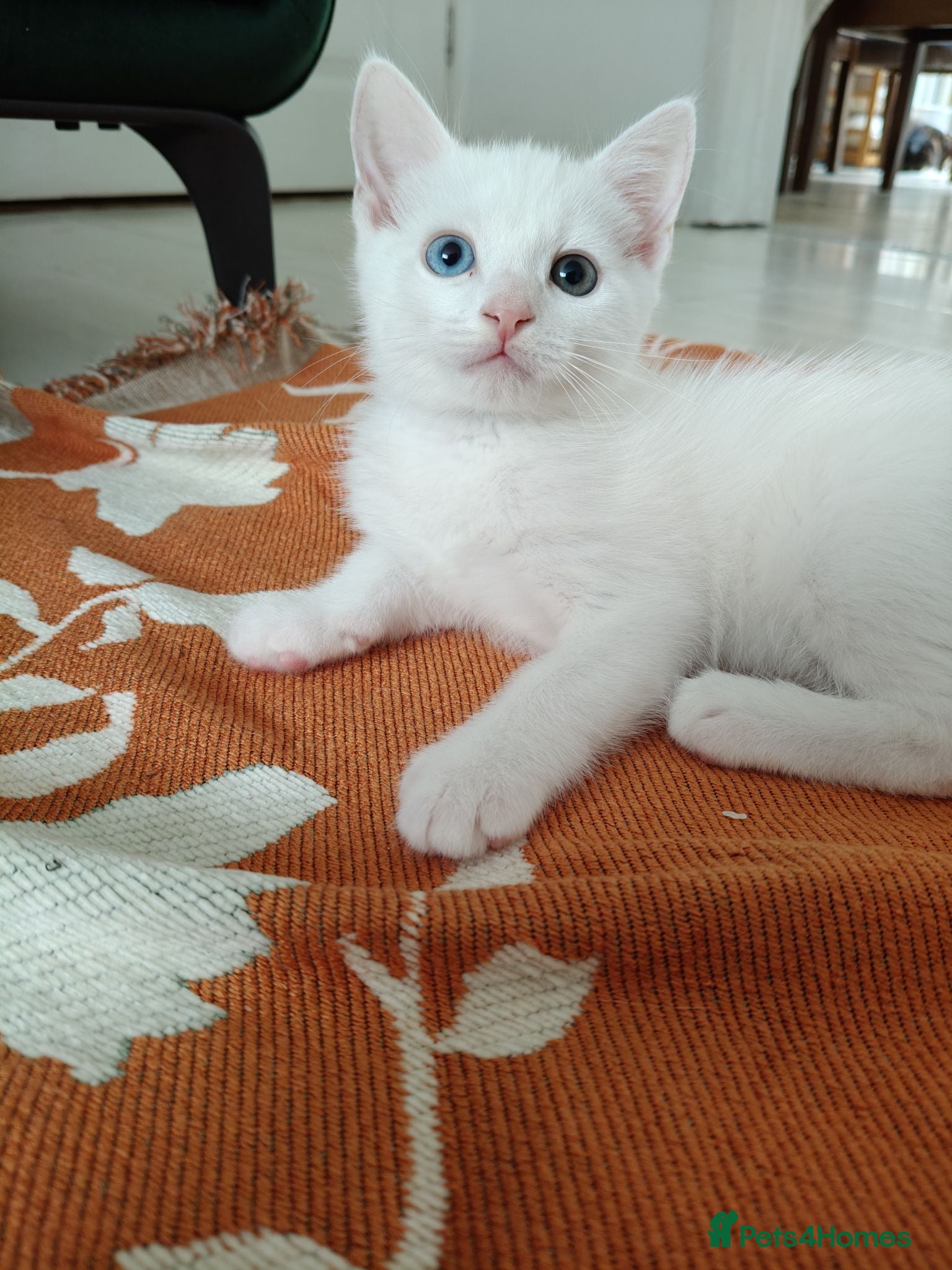 European cats Adorable Kittens  - Advert 1