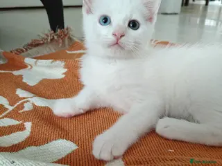 European cats Adorable Kittens - Advert 1