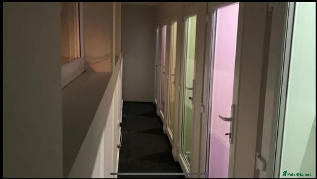 Ragdoll cats for stud: Amazing blue point FOR STUD in Brighouse - Advert 10