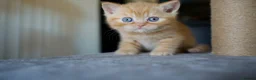 British Shorthair cats for sale: 🌟GCCF BSH Kittens Beautiful Variety of Colours 🌟 - Advert 19