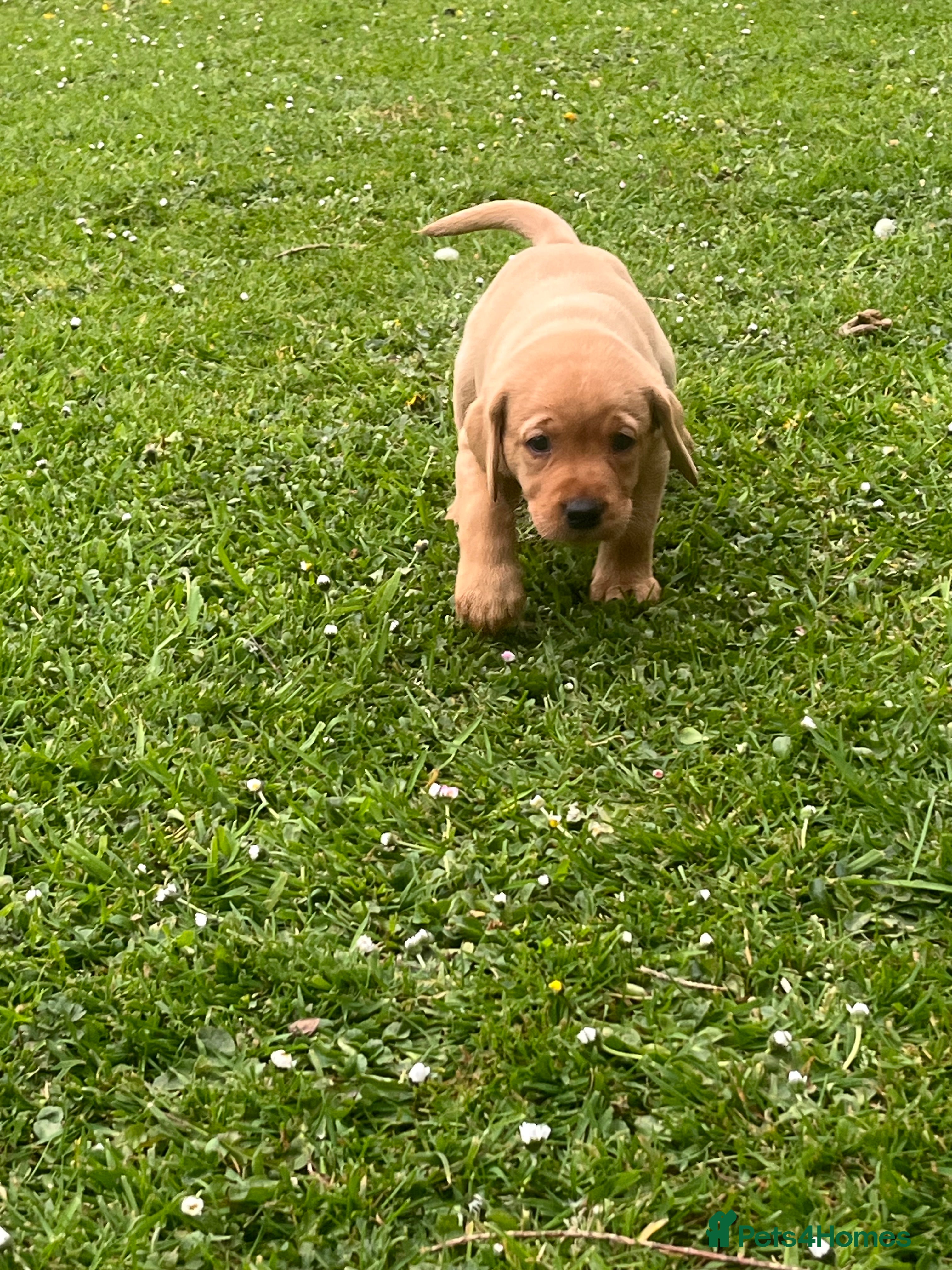 Labrador Retriever dogs for sale: Labrador Puppies out of FTCH - Advert 13