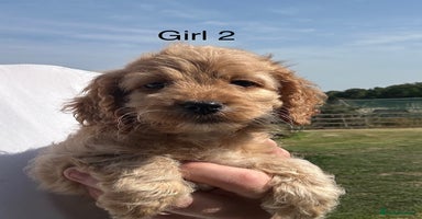 Cockapoo dogs - Advert 3