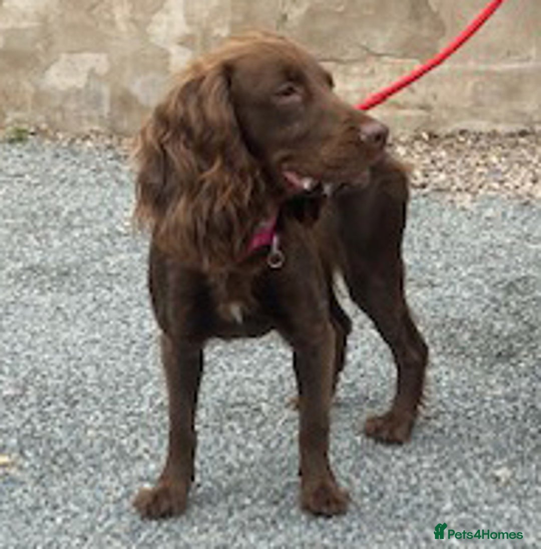 Cocker Spaniel dogs for adoption: Lovely girl Poppy wants a new forever home - Image 2