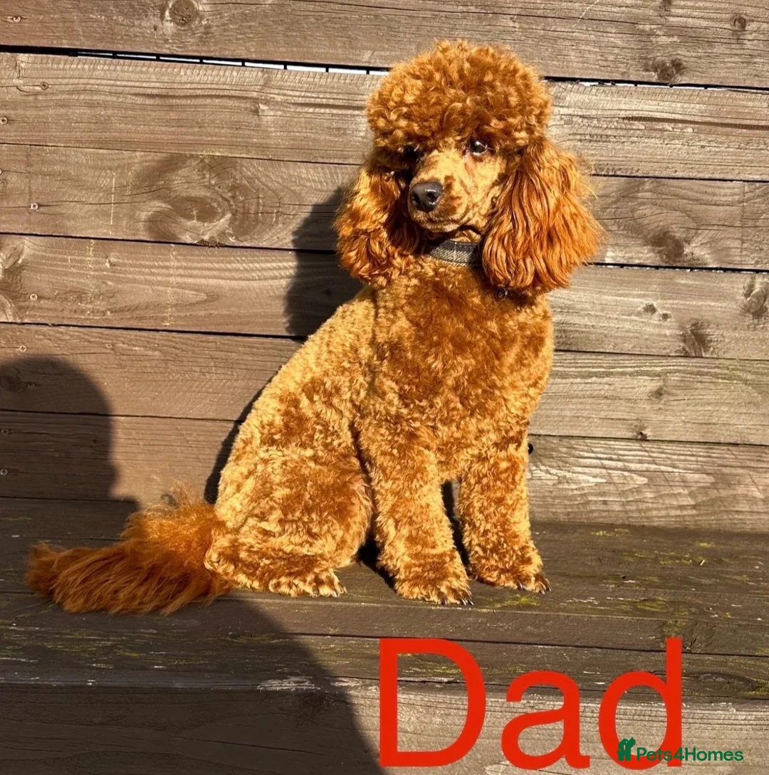 Toy Poodle dogs for sale: Beautiful KC Toy Poodle puppies  - Advert 10