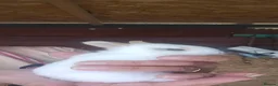 Mixed Breed rabbits for sale: My baby rabbits are toilet trained.🥰 - Advert 10
