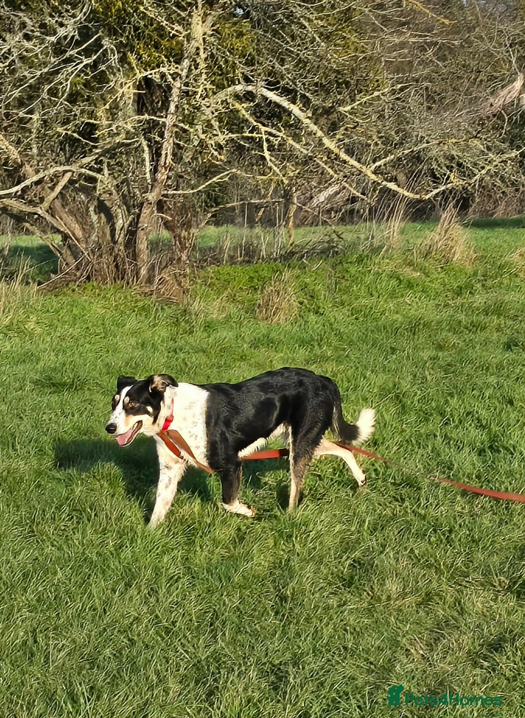 Mixed Breed dogs for adoption: TOMMY - Advert 14