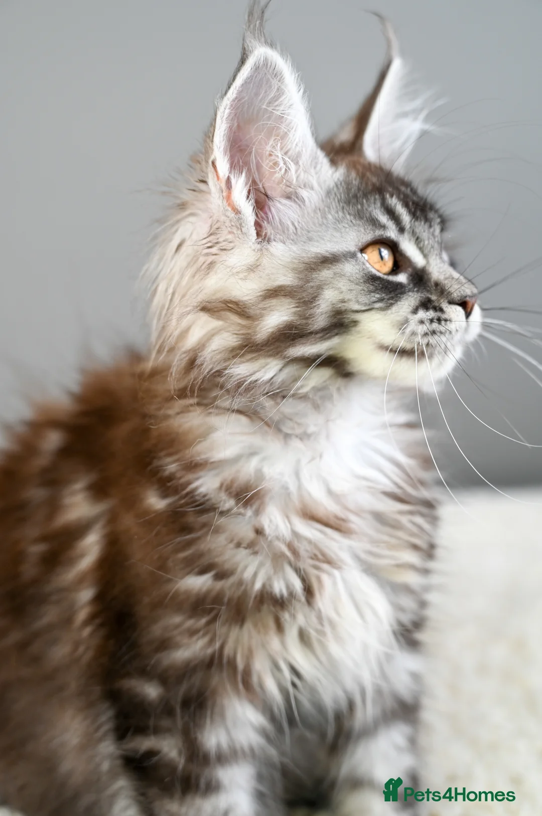 Maine Coon cats for sale: 🧬 STUNNING KITTENS - TICA REGISTERED 🎖️ - Advert 31