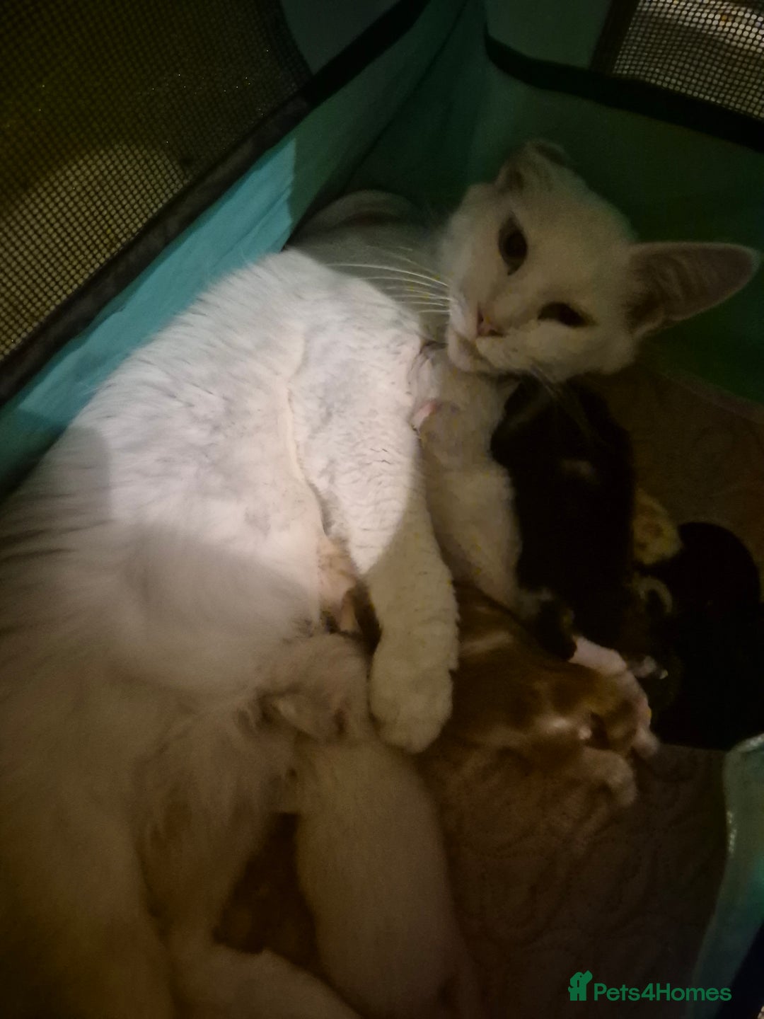 Maine Coon cats for sale: Beautiful maine coon floofs - Advert 1