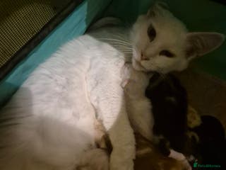 Maine Coon cats Beautiful maine coon floofs - Advert 19