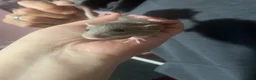 Rat rodents for sale: Baby rat  - Advert 7