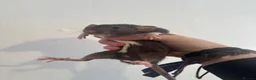 Rat rodents for sale:  dumbo x Rex pet rats for sale  in Stoke-on-Trent - Advert 3