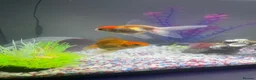 Fancy Goldfish fish for sale: 3 goldfish and tank in Felixstowe - Advert 2