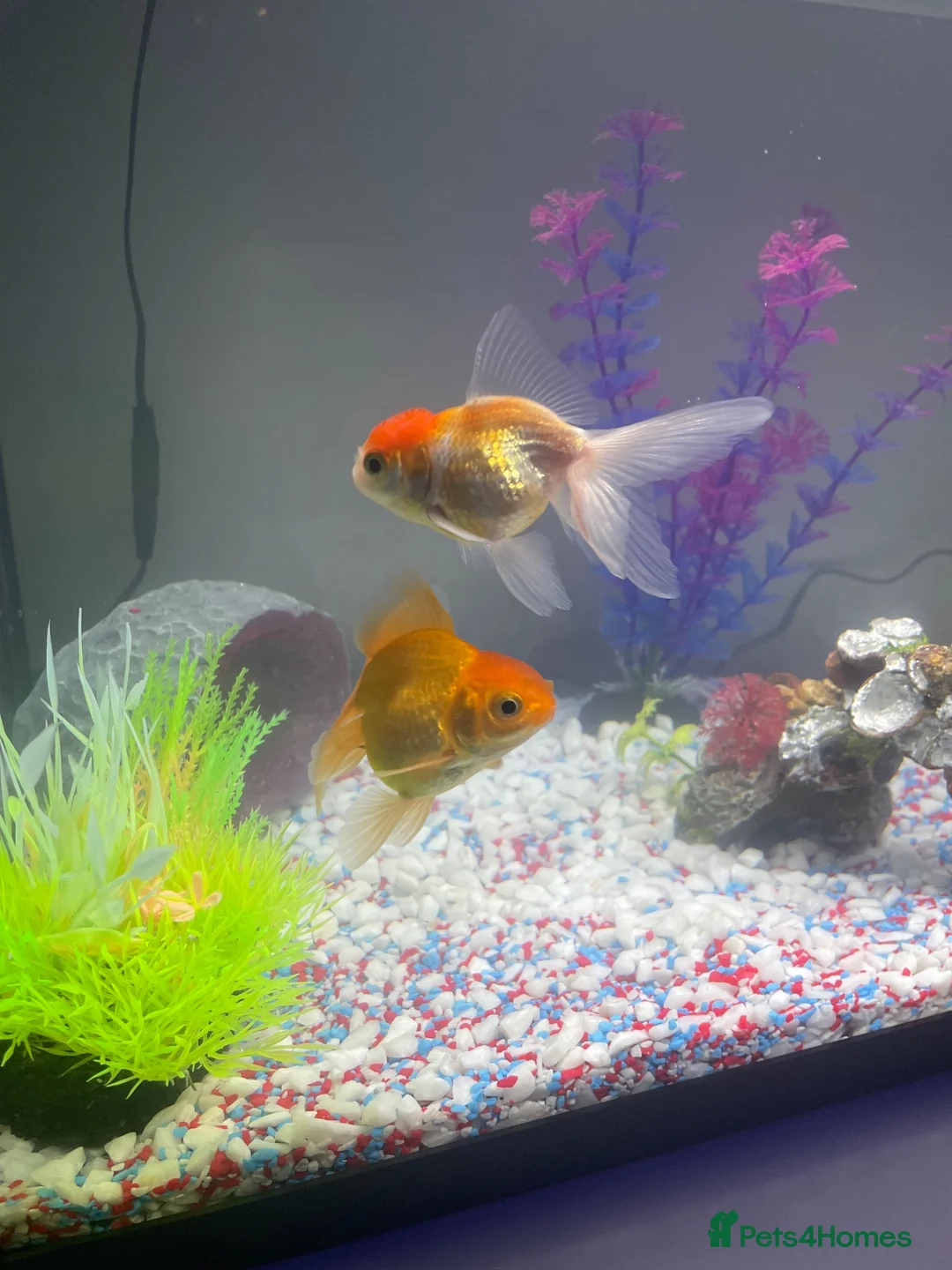 Fancy Goldfish fish for sale: 3 goldfish and tank in Felixstowe - Advert 2