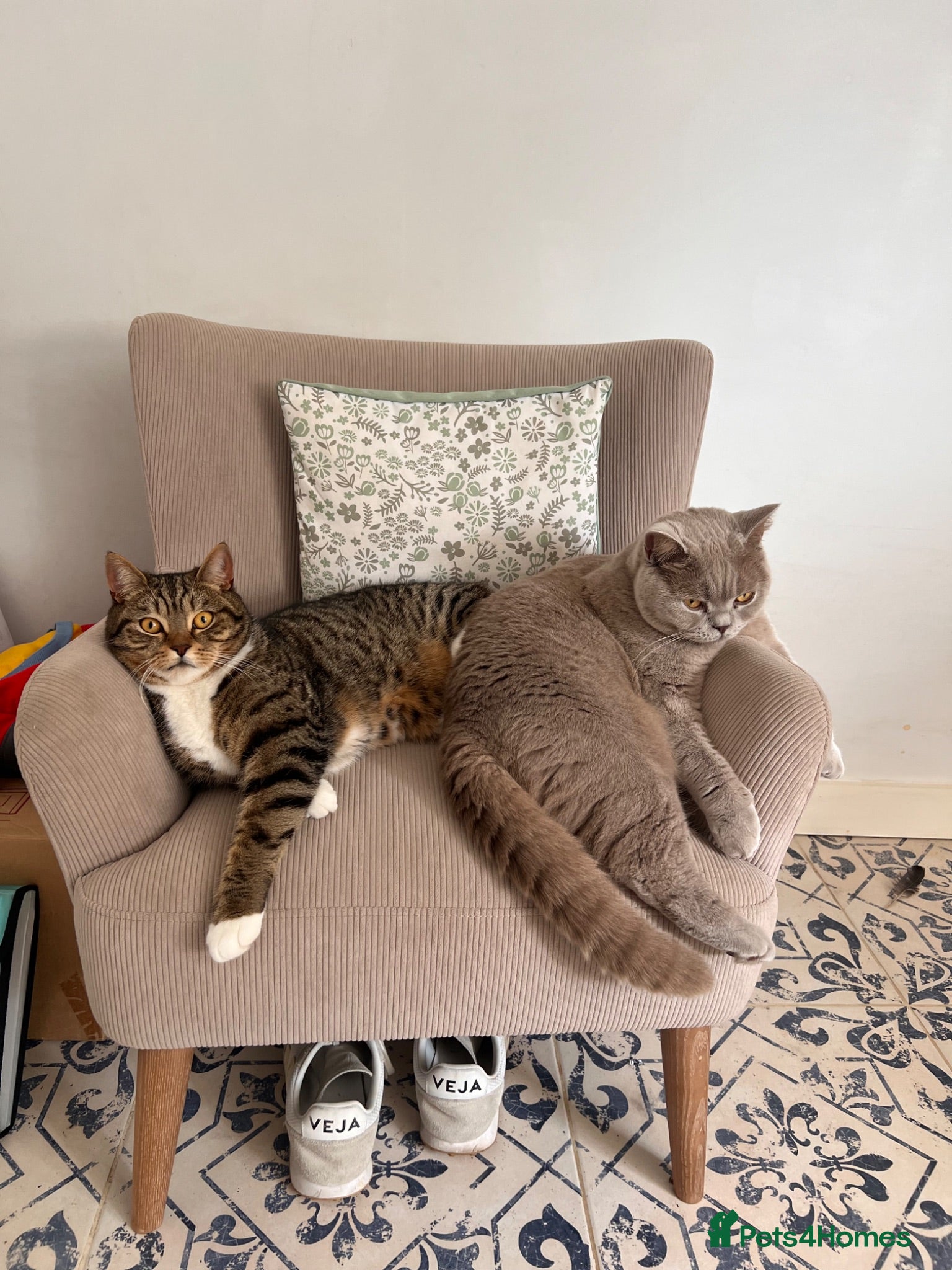 British Shorthair cats 2 beautiful male cats - Advert 6