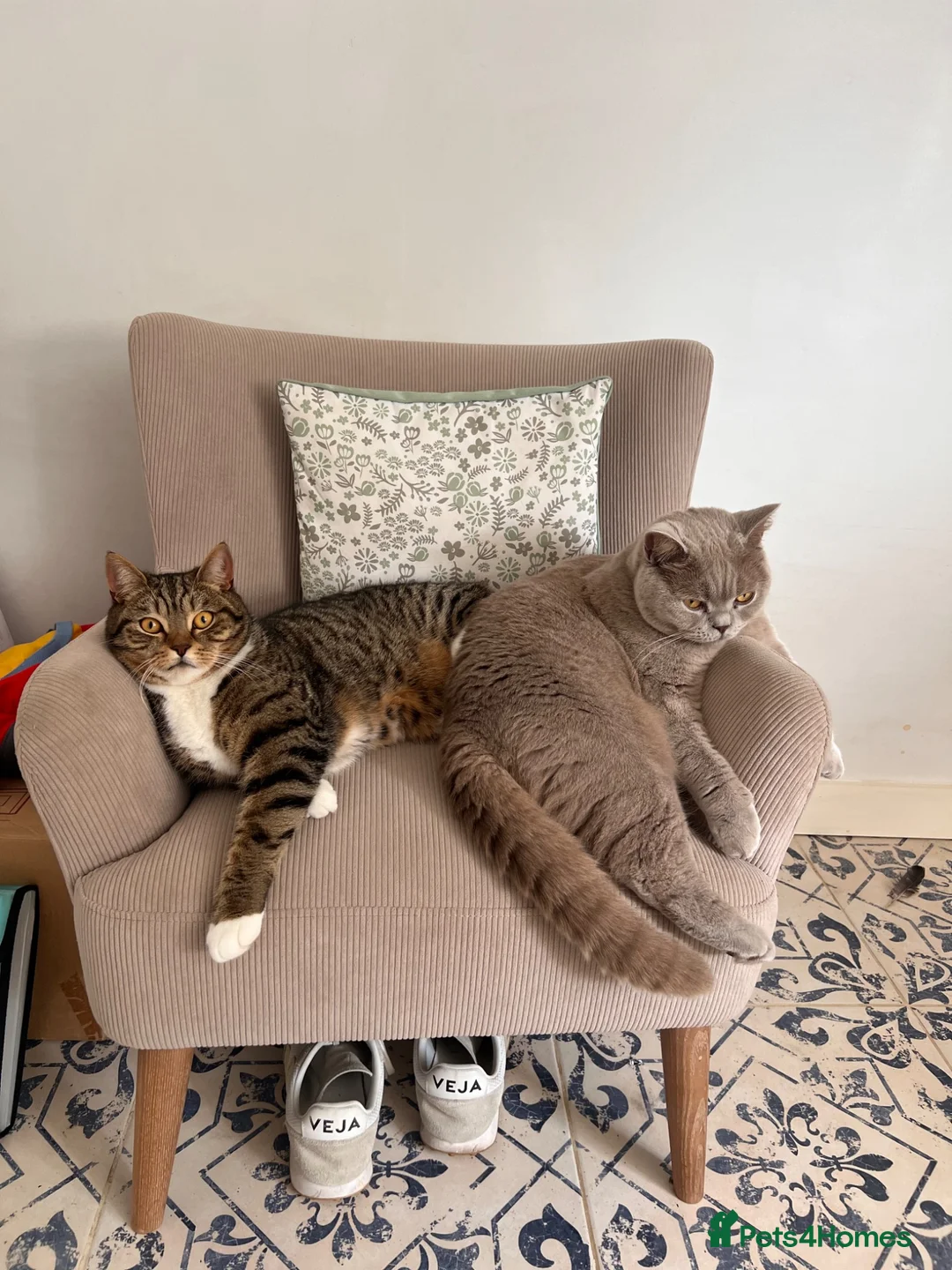 British Shorthair cats for sale: 2 beautiful male cats in Truro - Advert 1