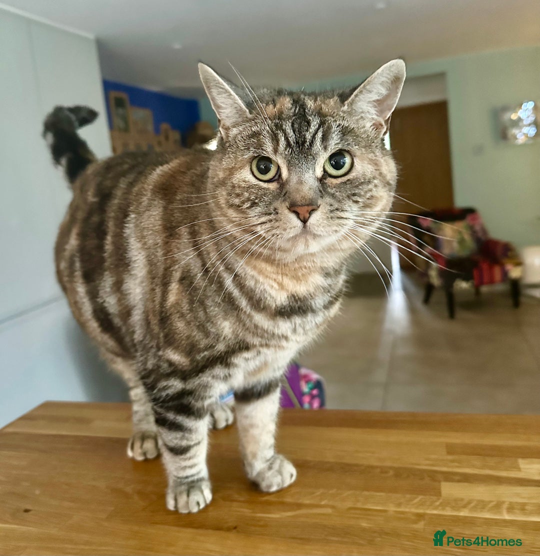 Mixed Breed cats for sale: Beautiful 6 year old Luna - Advert 2