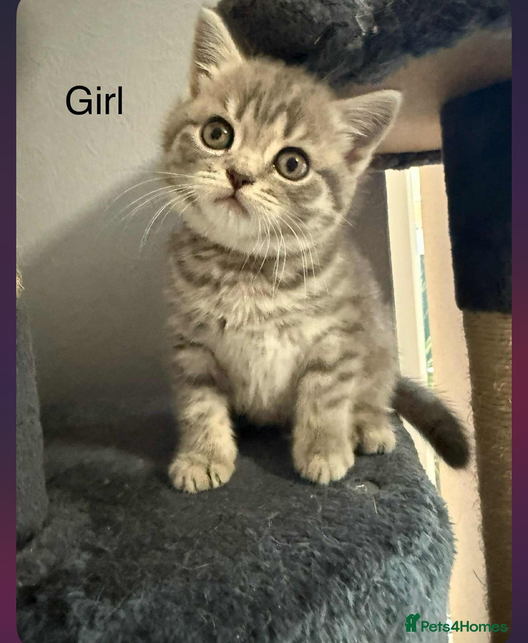 Scottish Fold cats for sale: scottish fold kittens  - Image 16