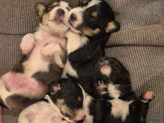 Mixed Breed dogs X1 male ColliePoodle x Jack Russell left - Advert 5