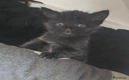 Mixed Breed cats for sale: 5 beautiful kittens - Image 1