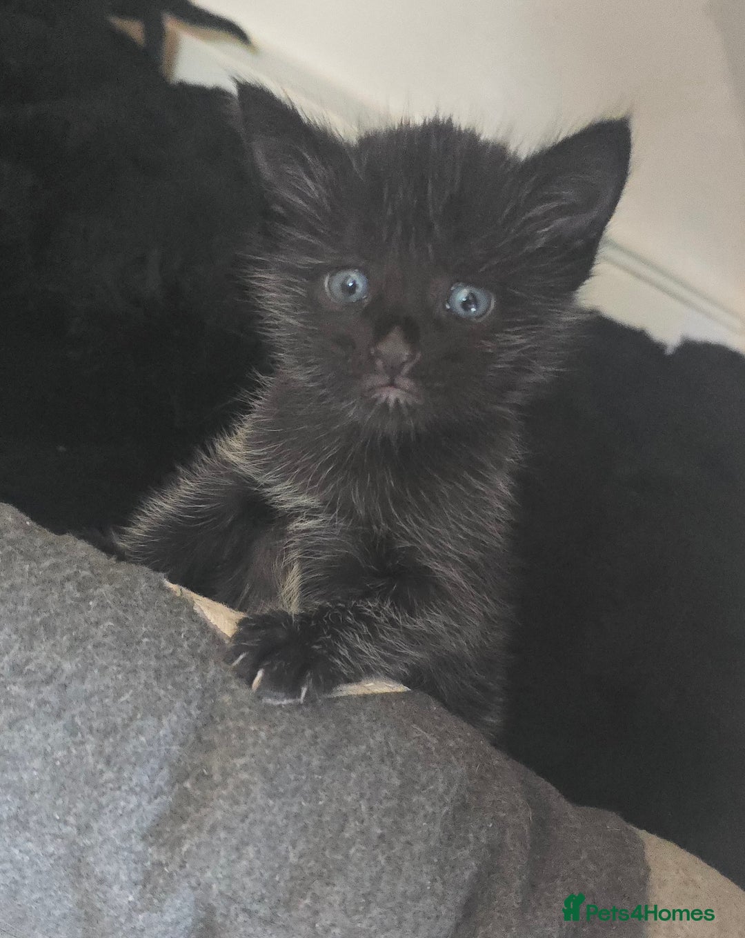 Mixed Breed cats for sale: 5 beautiful kittens - Image 1