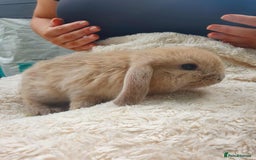 Lionhead rabbits for sale: Lion Lop Bunnies  - Image 6