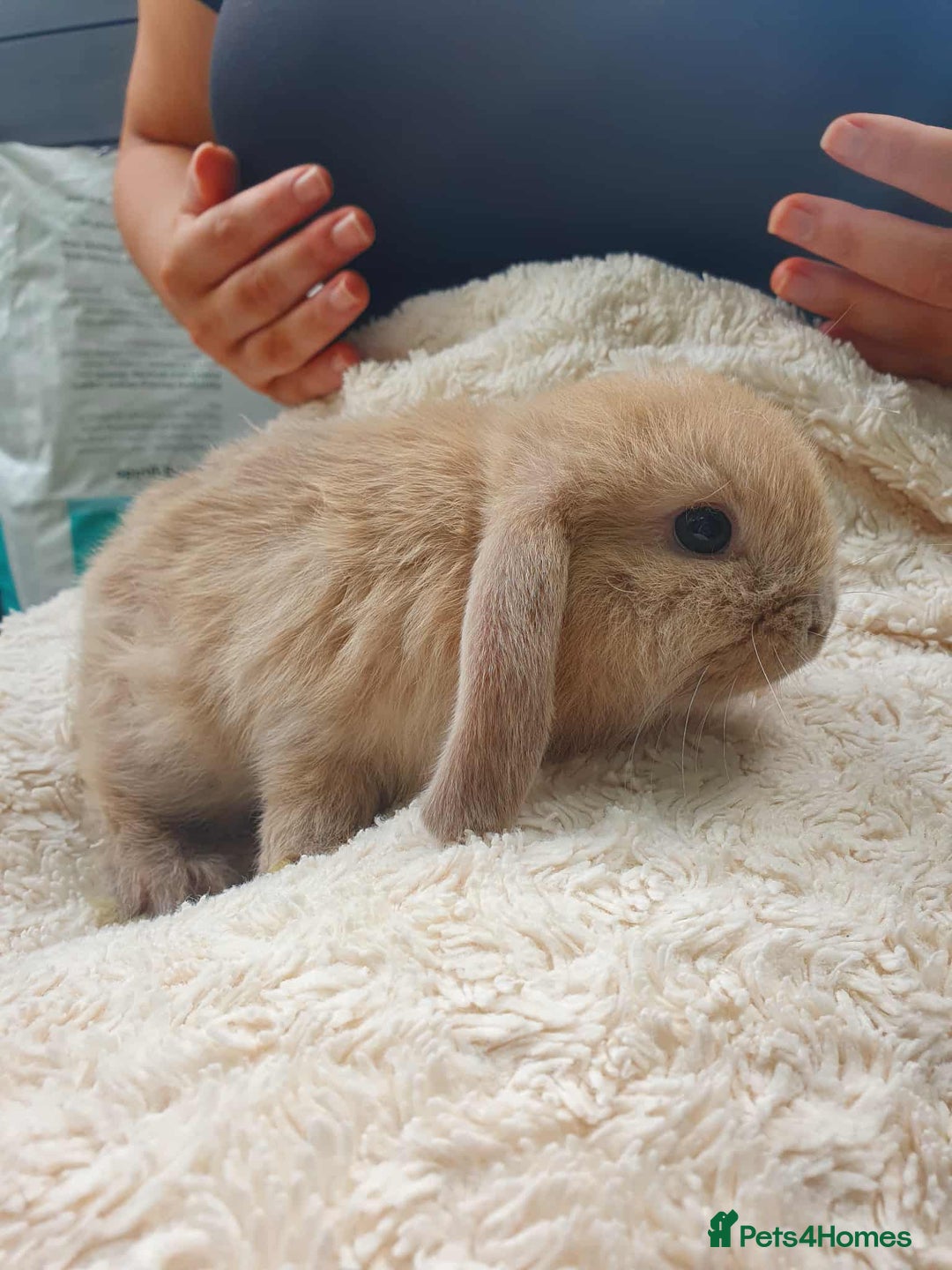 Lionhead rabbits for sale: Lion Lop Bunnies  - Image 6