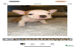 Mixed Breed dogs for sale: Frenchie x pocket bully puppy  - Image 8