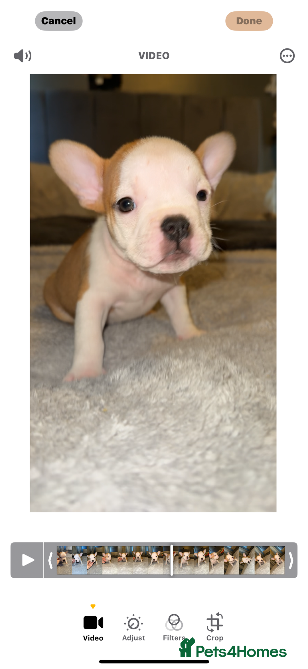 Mixed Breed dogs for sale: Frenchie x pocket bully puppy  - Image 8