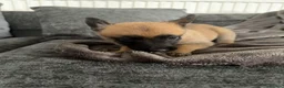 Belgian Shepherd Dog dogs for sale: Alert Eyes, Brave Spirits & Unshakable Loyalty in Glasgow - Advert 18