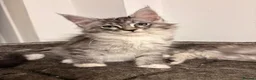 Maine Coon cats for sale: Sweet teddy bears. 🧸 🐈‍⬛ - Advert 16