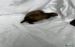 Ferret rodents for sale: Baby Ferrets - Image 16