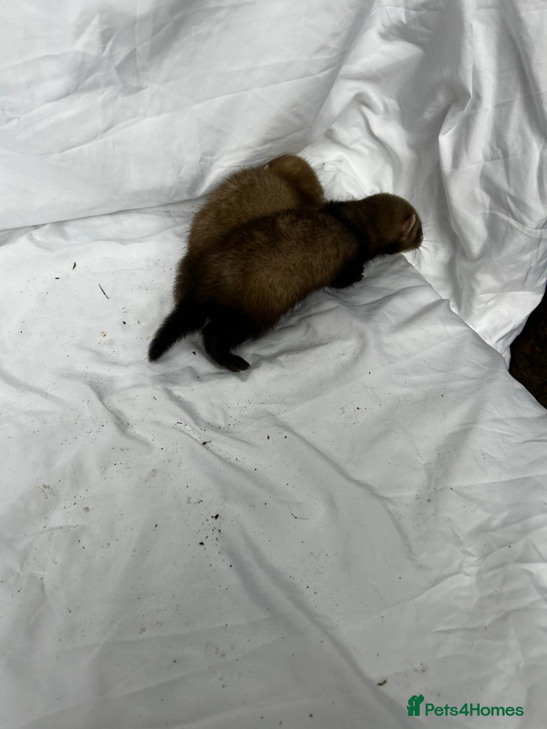 Ferret rodents for sale: Baby Ferrets - Image 16