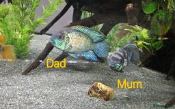 Cichlids fish for sale: Blue acara  - Image 5