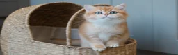 British Shorthair cats for sale: NOW RESERVED  - Advert 5