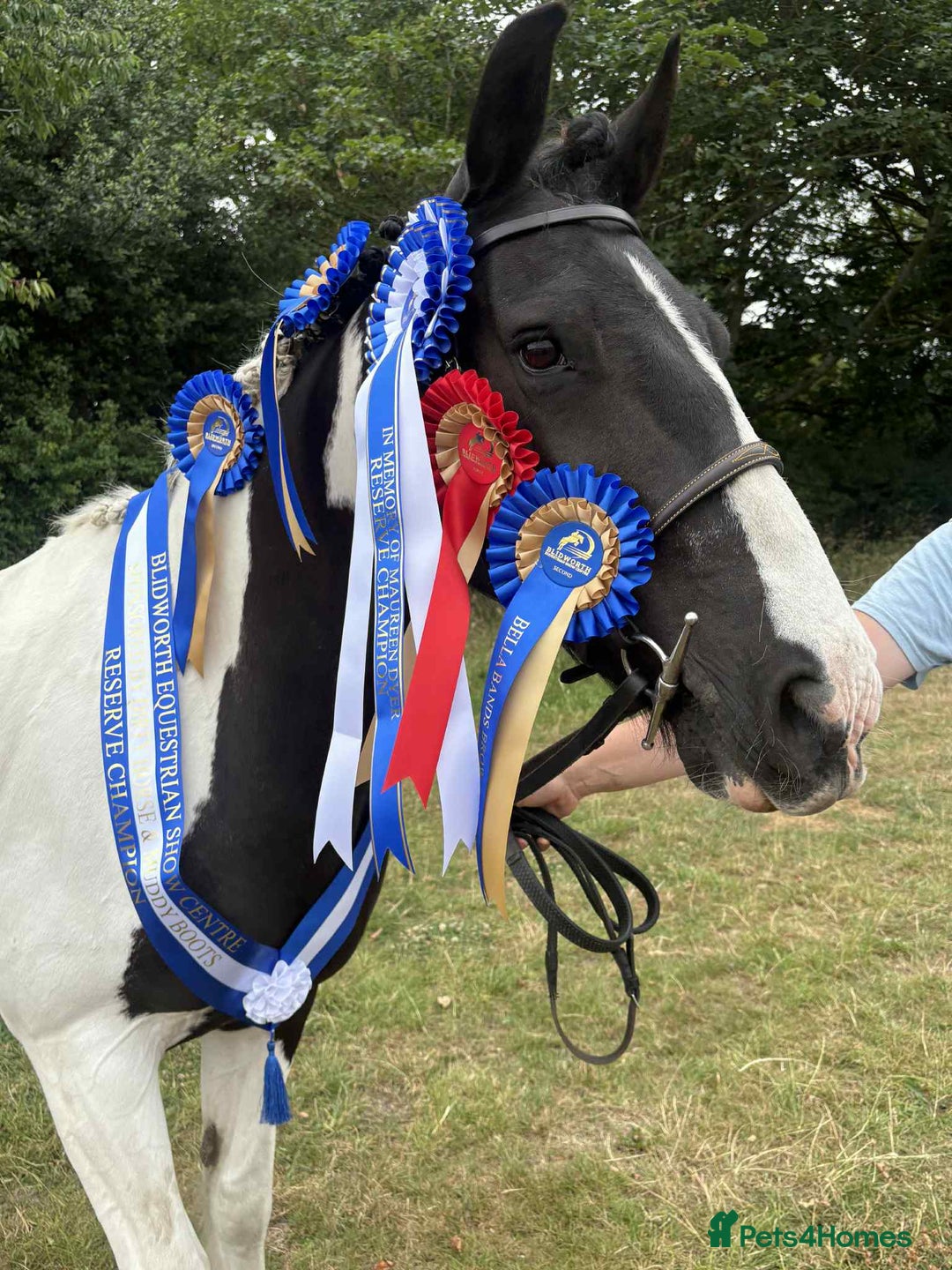 Other Breed horses for sale: Lady athena - Advert 13