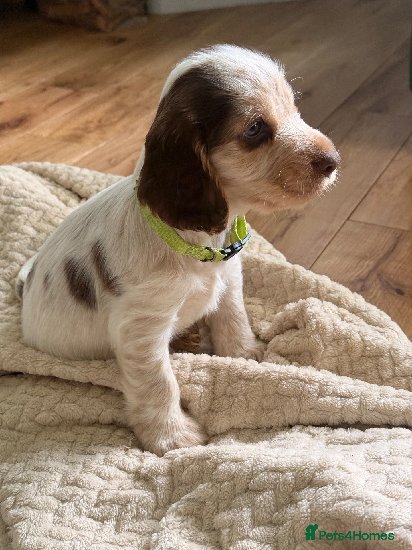 Cocker Spaniel dogs Show cocker spaniels  - Advert 2