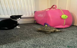 British Shorthair cats for sale: 7 month old tuxedo kitten for rehoming  - Image 6