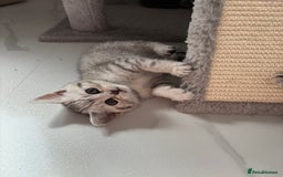 Scottish Fold cats for sale: Scottish fold kittens ready to find new homes - Image 32