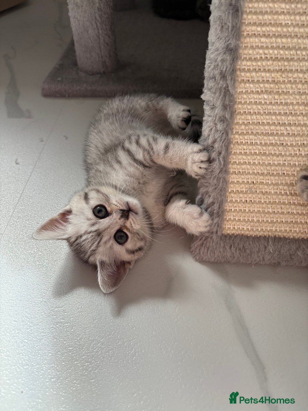Scottish Fold cats for sale: Scottish fold kittens ready to find new homes - Image 32