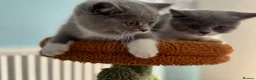British Shorthair cats for sale: 🐾British Shorthair Kittens GCCF Registered🐾 - Advert 14