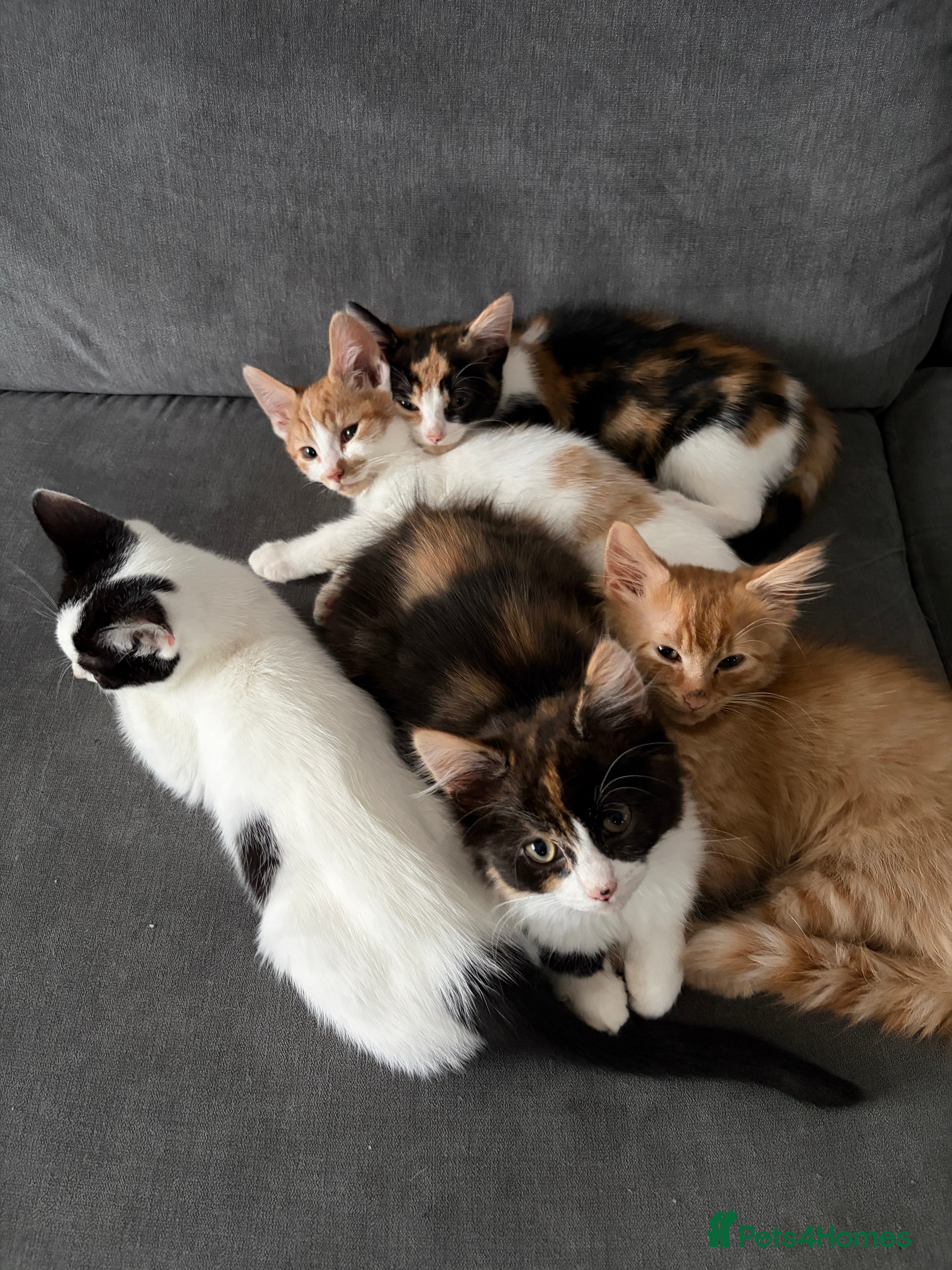 Domestic Shorthair cats Adorable Kittens Ready for Their Forever Homes - Advert 1