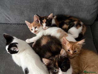Domestic Shorthair cats Adorable Kittens Ready for Their Forever Homes - Advert 1